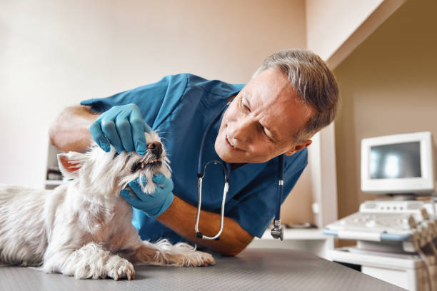 Best Walk-In Emergency Dentist in Fox Farm College, WY